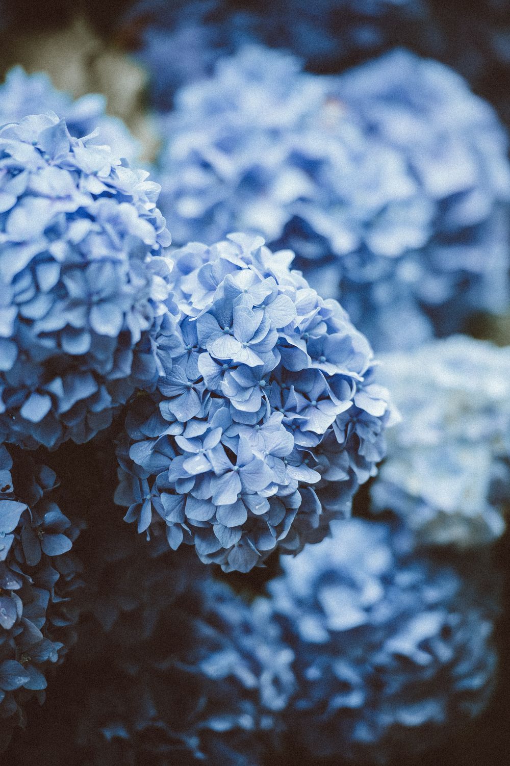 comment faire secher des fleurs hortensias